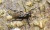 Rhamphomyia crassirostris